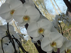 orchidsNL (23)